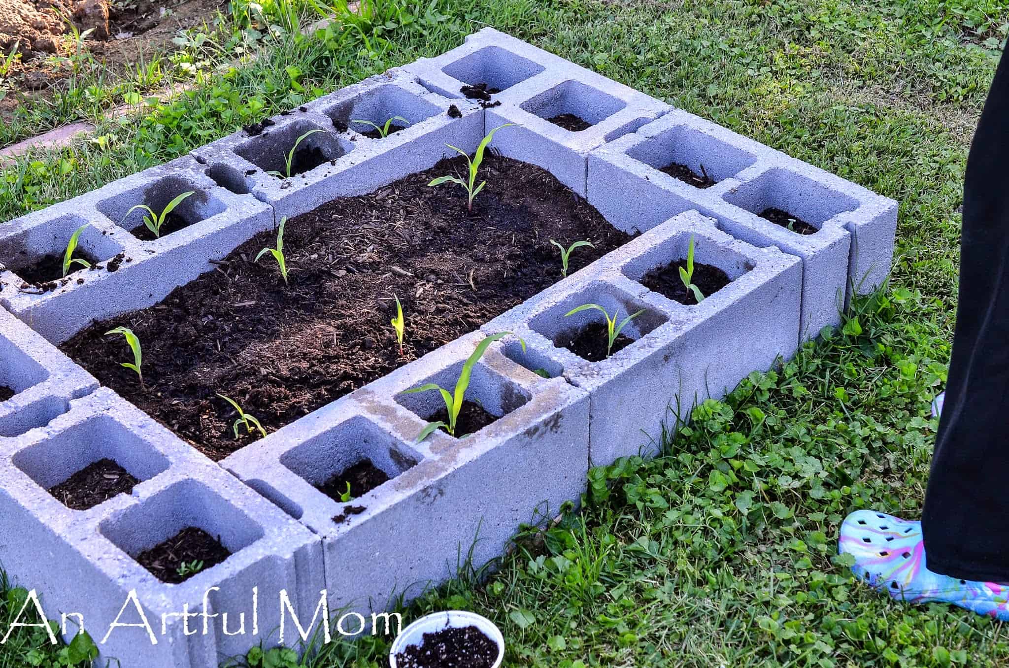 raised bed garden with cinder blocks