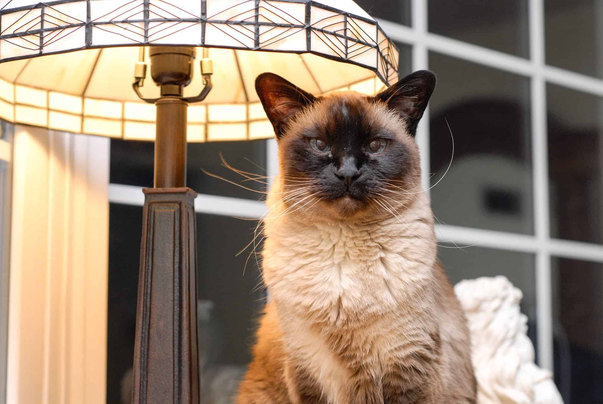 Siamese cat portrait