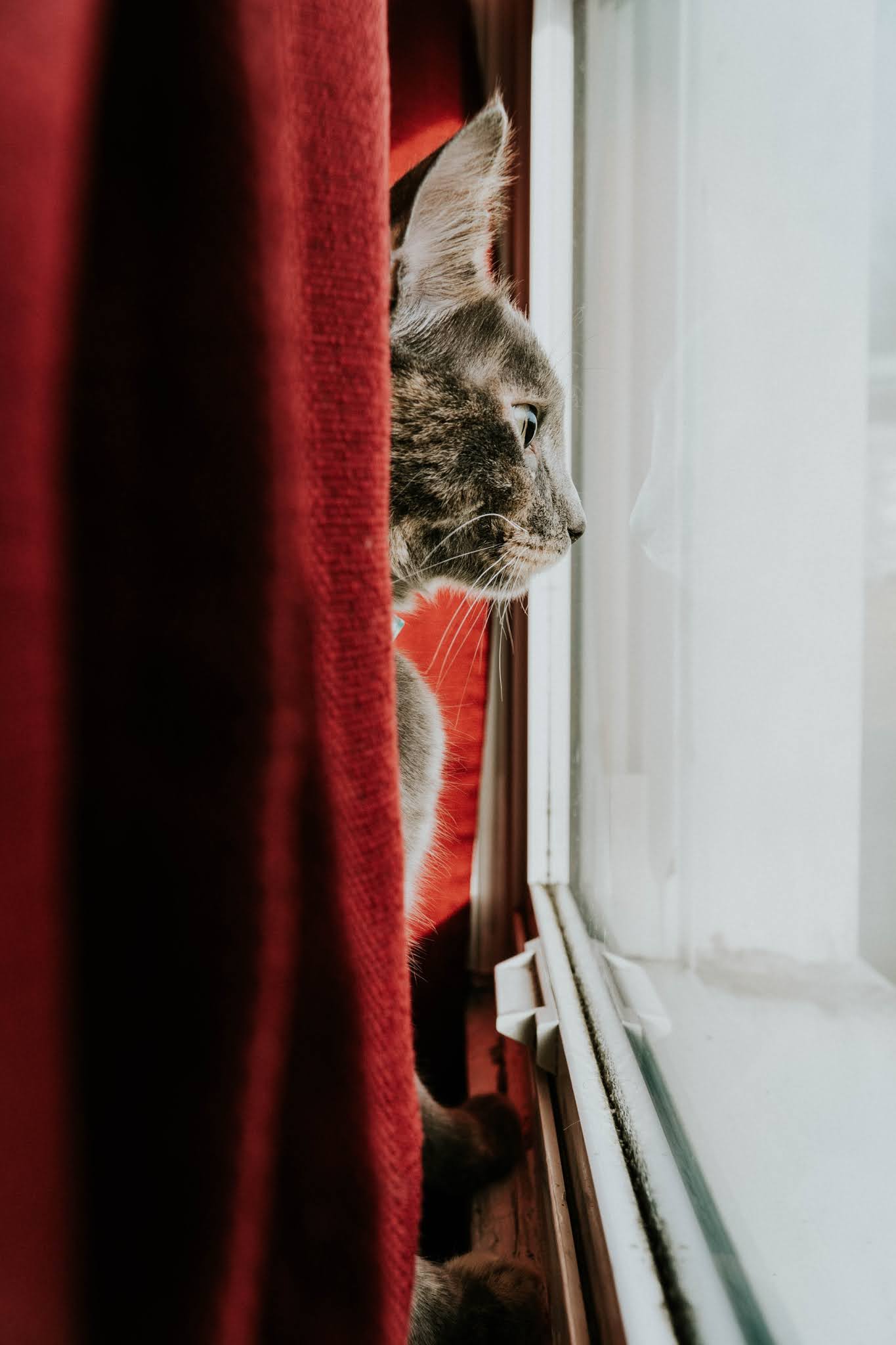 cat in cozy home by the window