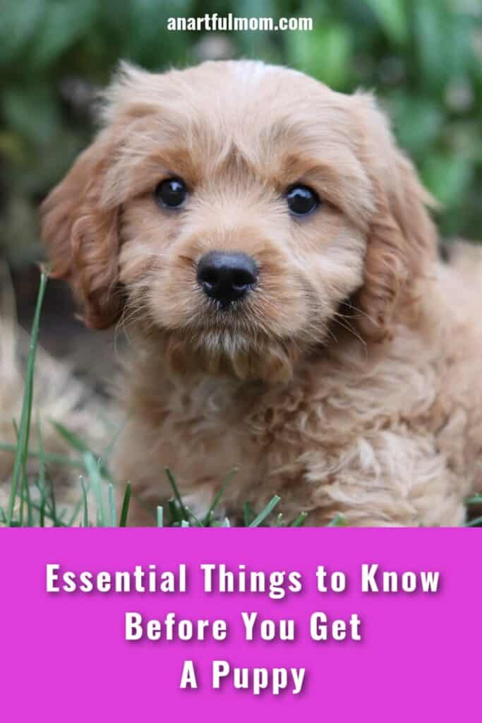 things to know before you get a puppy