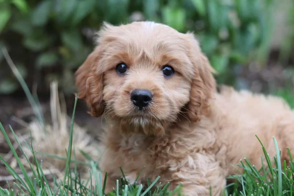 Things to know when you get a new puppy