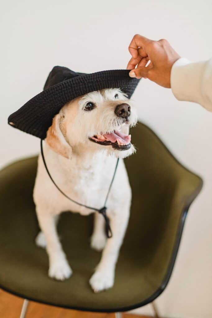 costs associated with a new pet