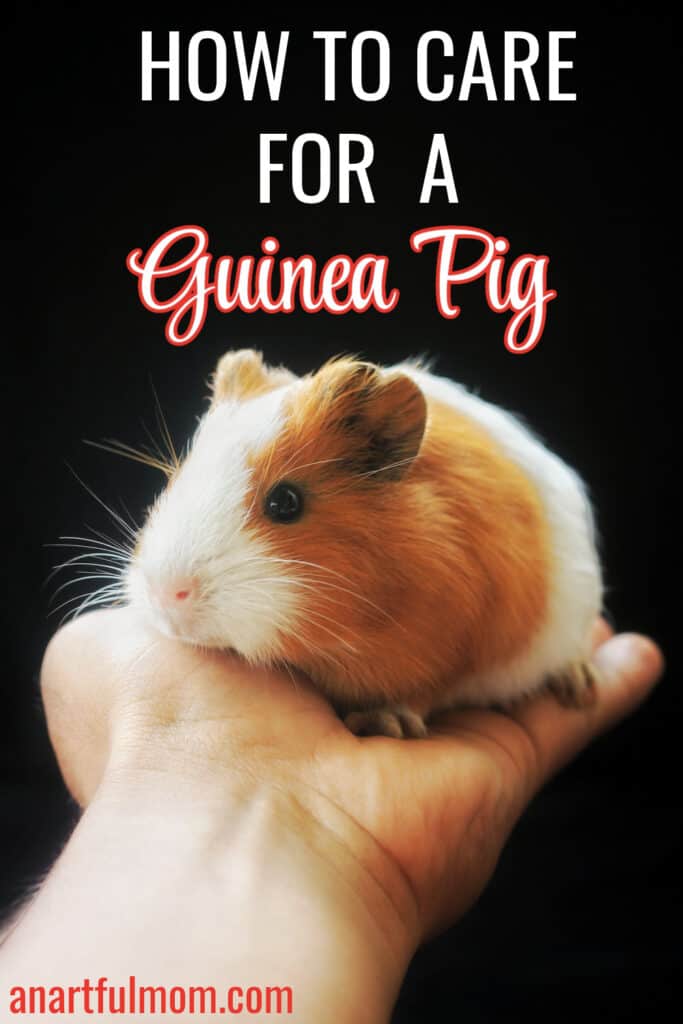 how to care for a guinea pig