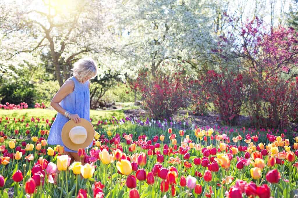 tulip garden