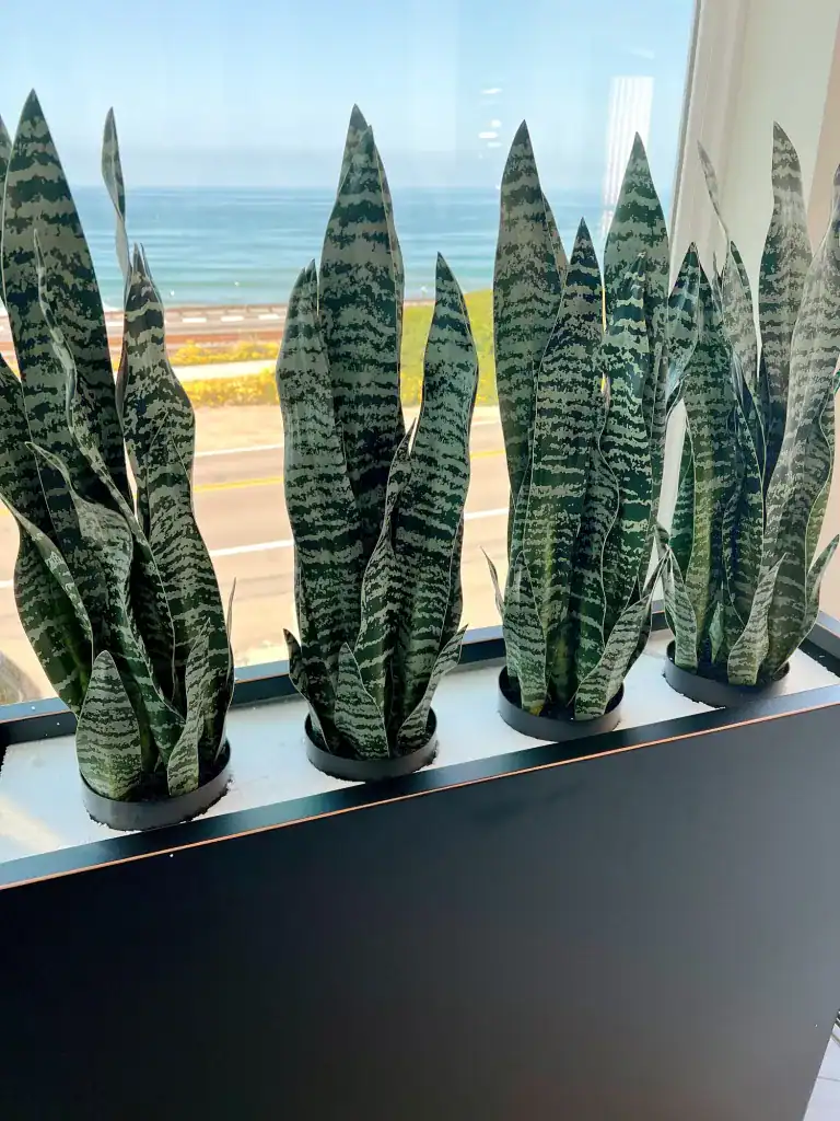 planter adds privacy with tall plants