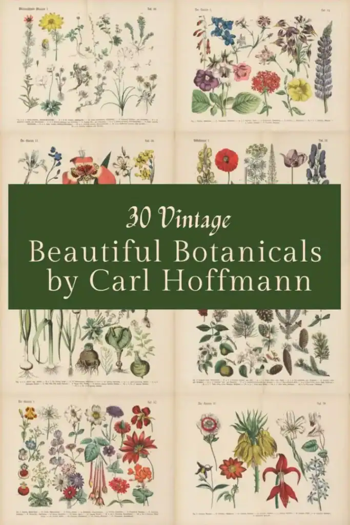 vintage botanical prints